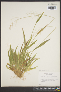 Panicum laxiflorum image