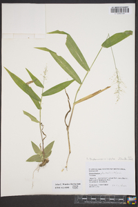 Dichanthelium polyanthes image