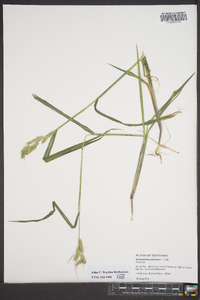 Echinochloa colona image