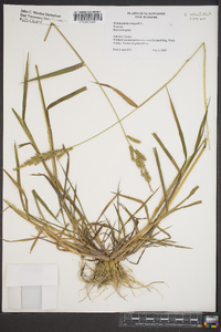 Echinochloa colona image