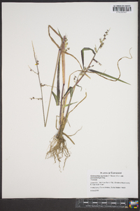 Echinochloa muricata var. microstachya image