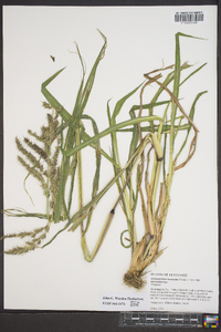 Echinochloa muricata var. microstachya image