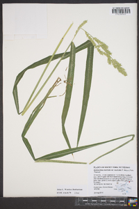 Echinochloa muricata var. muricata image