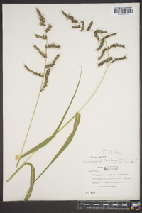 Echinochloa muricata var. muricata image