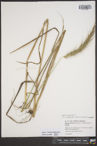 Elymus glabriflorus image