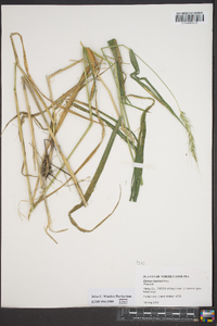 Elymus riparius image