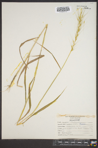 Elymus hystrix image