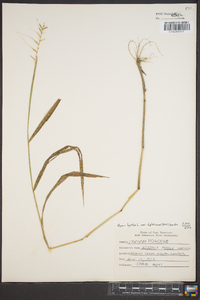 Elymus hystrix image