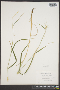 Elymus hystrix image