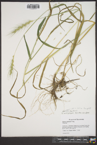 Elymus macgregorii image