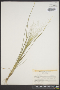 Eragrostis capillaris image