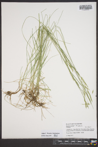 Festuca rubra image