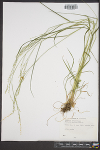 Festuca obtusa image