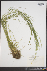 Festuca obtusa image