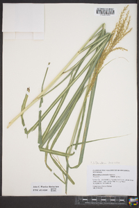 Miscanthus sinensis image