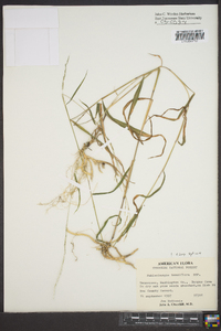 Muhlenbergia tenuiflora image