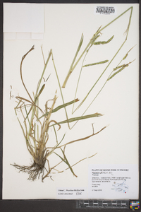 Paspalum dilatatum image