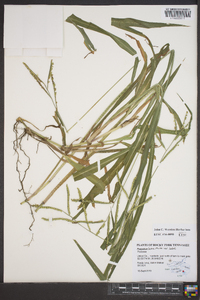 Paspalum laeve var. laeve image