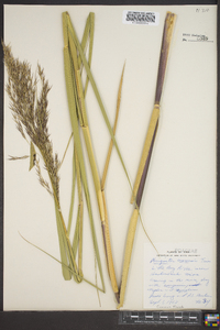 Phragmites australis image