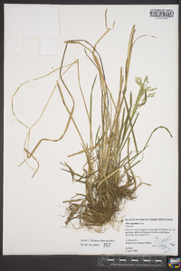 Poa cuspidata image