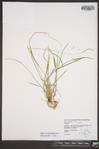 Poa cuspidata image