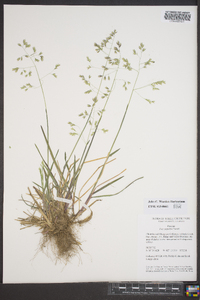 Poa cuspidata image