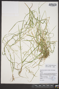 Poa trivialis image