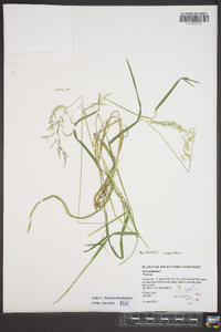 Poa trivialis image