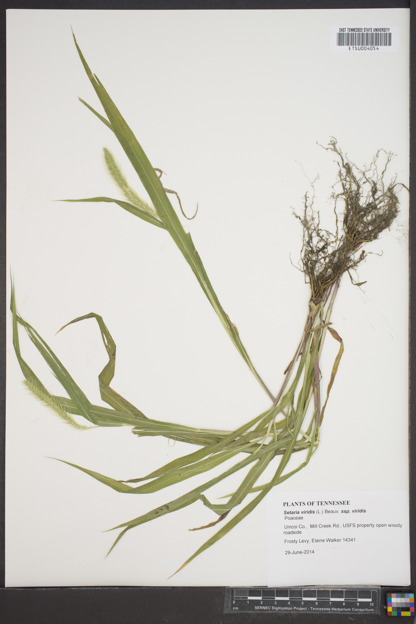 Setaria viridis subsp. viridis image