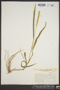 Setaria faberi image