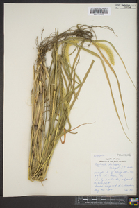 Pennisetum glaucum image