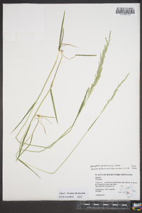 Sphenopholis pensylvanica image