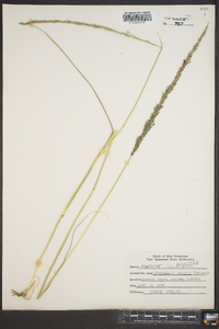 Sporobolus poiretii image