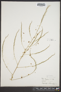 Asparagus officinalis image