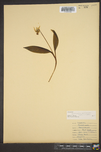 Erythronium umbilicatum image