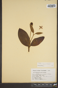Erythronium umbilicatum image
