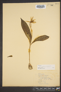 Erythronium umbilicatum image