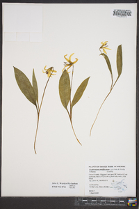 Erythronium umbilicatum image