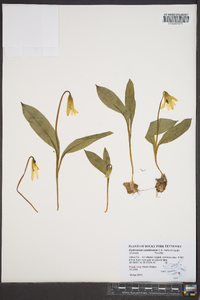 Erythronium umbilicatum image