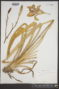 Hemerocallis fulva image