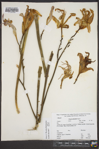 Hemerocallis fulva image