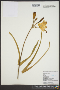 Hemerocallis fulva image