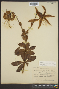 Lilium michauxii image