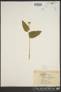 Maianthemum canadense image