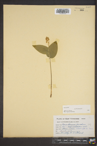 Maianthemum canadense image