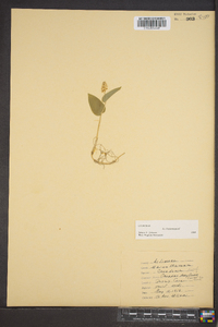 Maianthemum canadense image