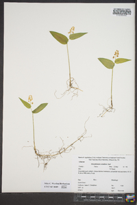 Maianthemum canadense image