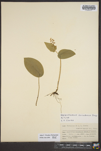 Unifolium canadense image