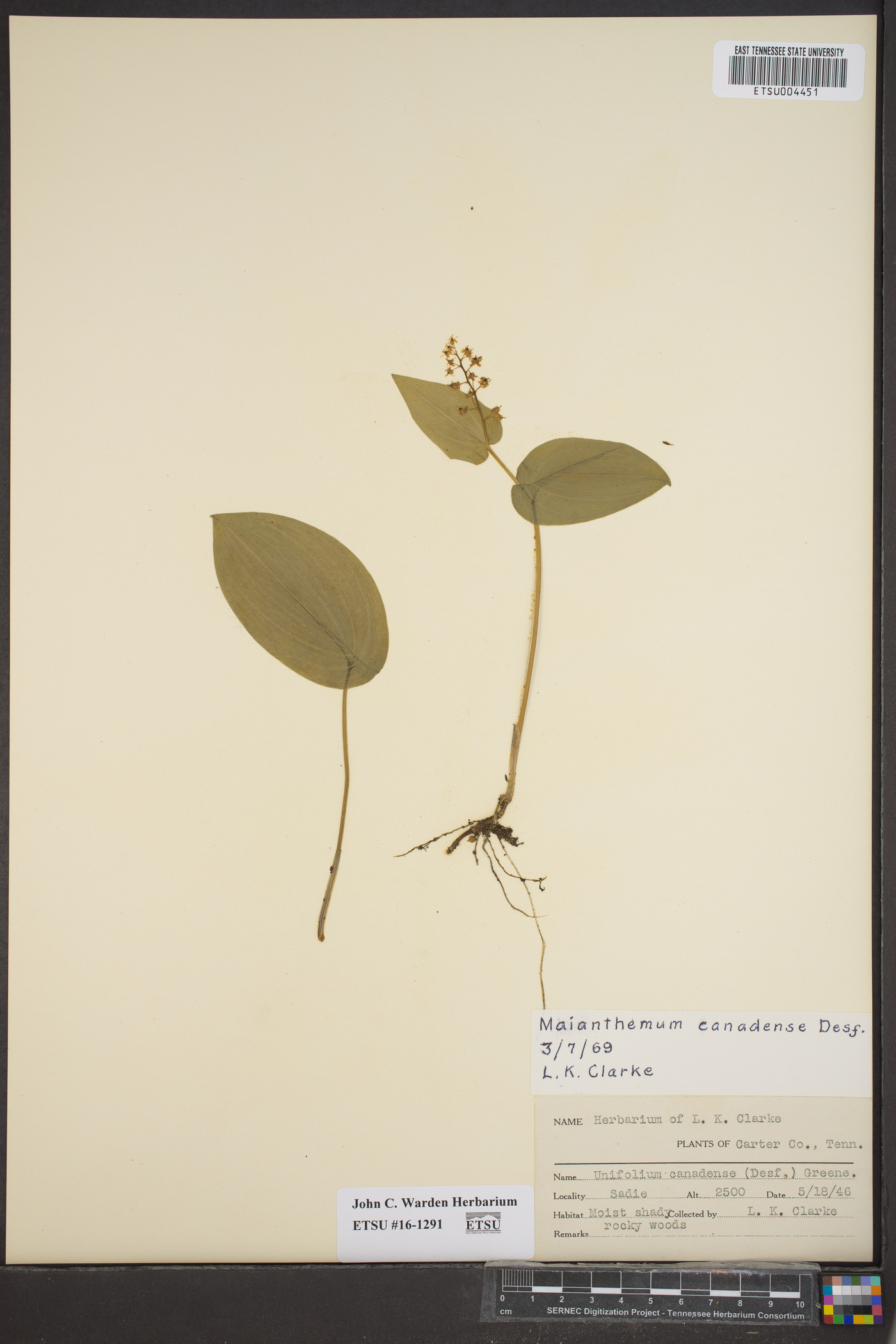 Unifolium canadense image