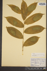 Maianthemum racemosum subsp. racemosum image